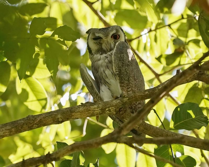 Noordelijke Witwangdwergooruil / Northern White-faced Owl