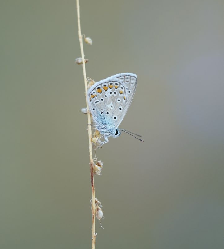 Icarusblauwtje / Common Blue