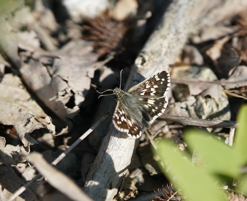 Turks Spikkeldikkopje / Sandy Grizzled Skipper