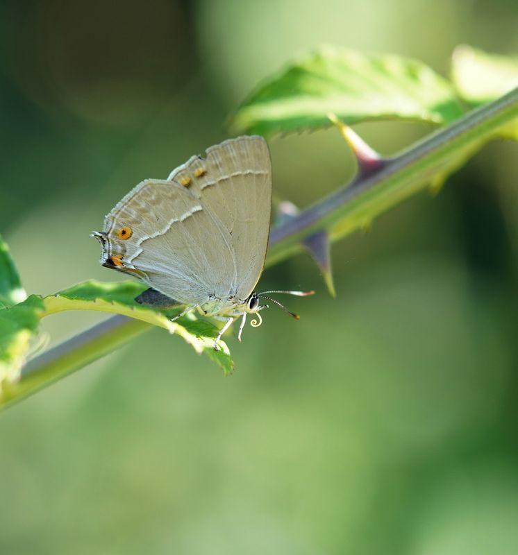 Eikenpage / Purple Hairstreak