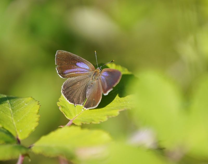 Eikenpage / Purple Hairstreak