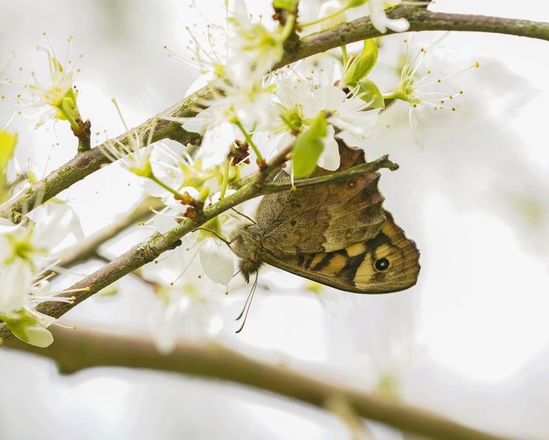 Bont Zandoogje / Speckled Wood