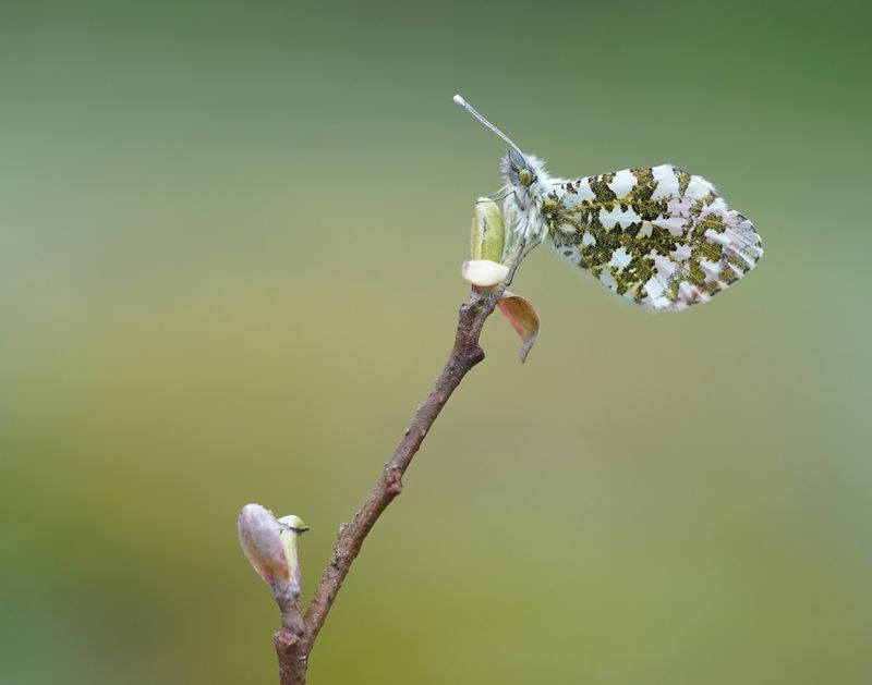 Oranjetipje / Orange-tip