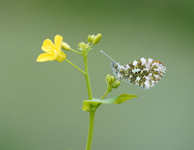 Oranjetipje / Orange-tip