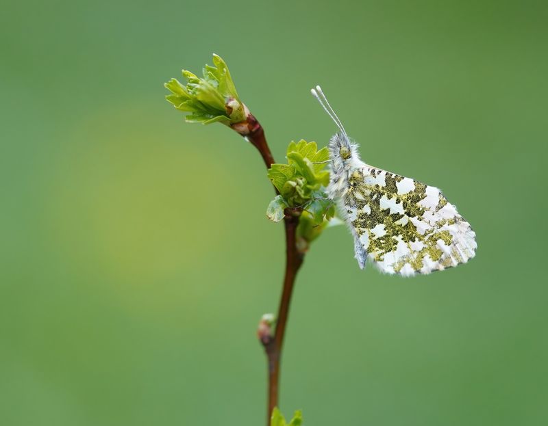 Oranjetipje / Orange-tip