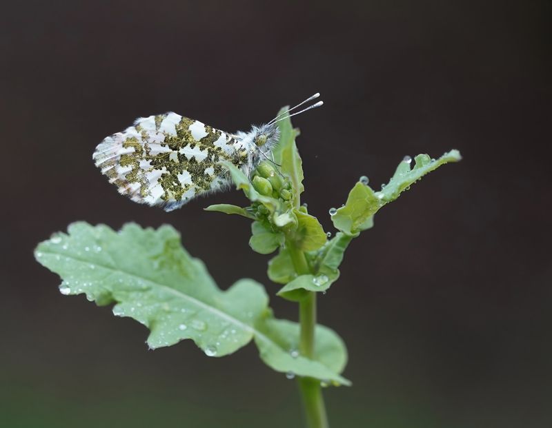 Oranjetipje / Orange-tip