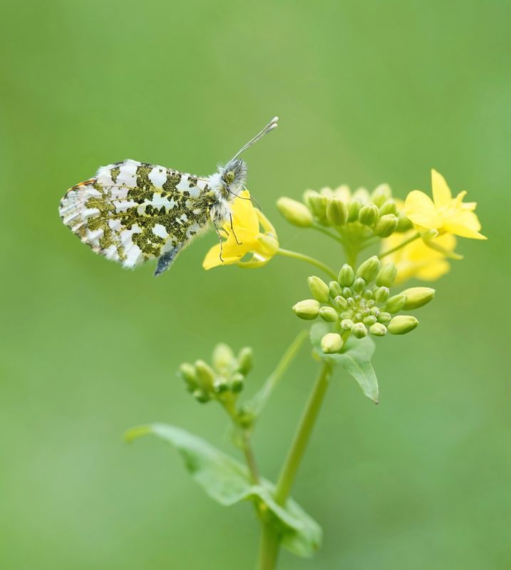 Oranjetipje / Orange-tip