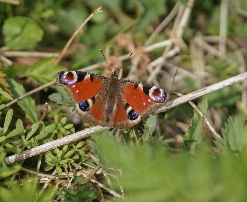 Dagpauwoog / Peacock Butterfly