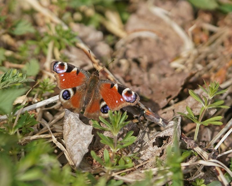 Dagpauwoog / Peacock Butterfly