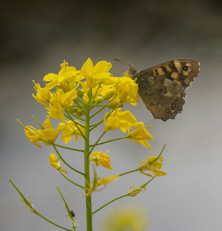 Bont Zandoogje / Speckled Wood
