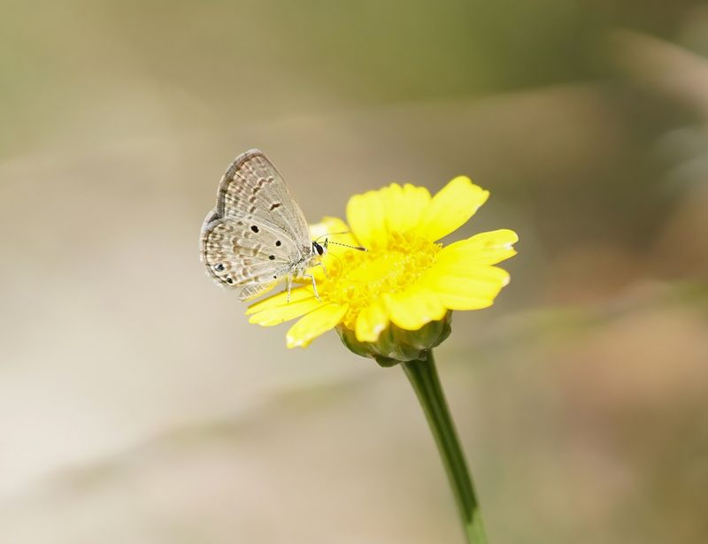 Cypriotisch Heliotroopblauwtje / Persian Grass Blue