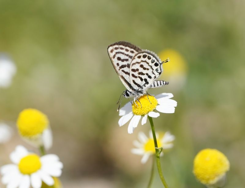 Klein Christusdoornblauwtje / Little Tiger Blue