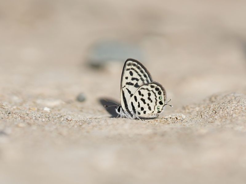 Klein Christusdoornblauwtje / Little Tiger Blue