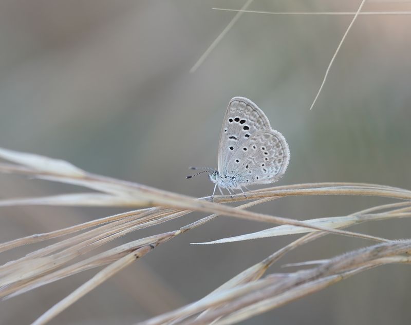Oostelijk Amethistblauwtje / Dark Grass Blue