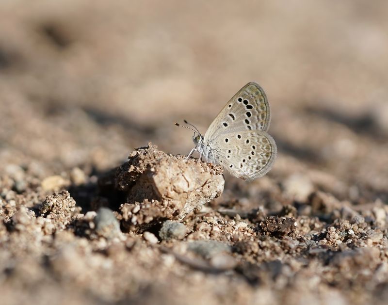 Oostelijk Amethistblauwtje / Dark Grass Blue