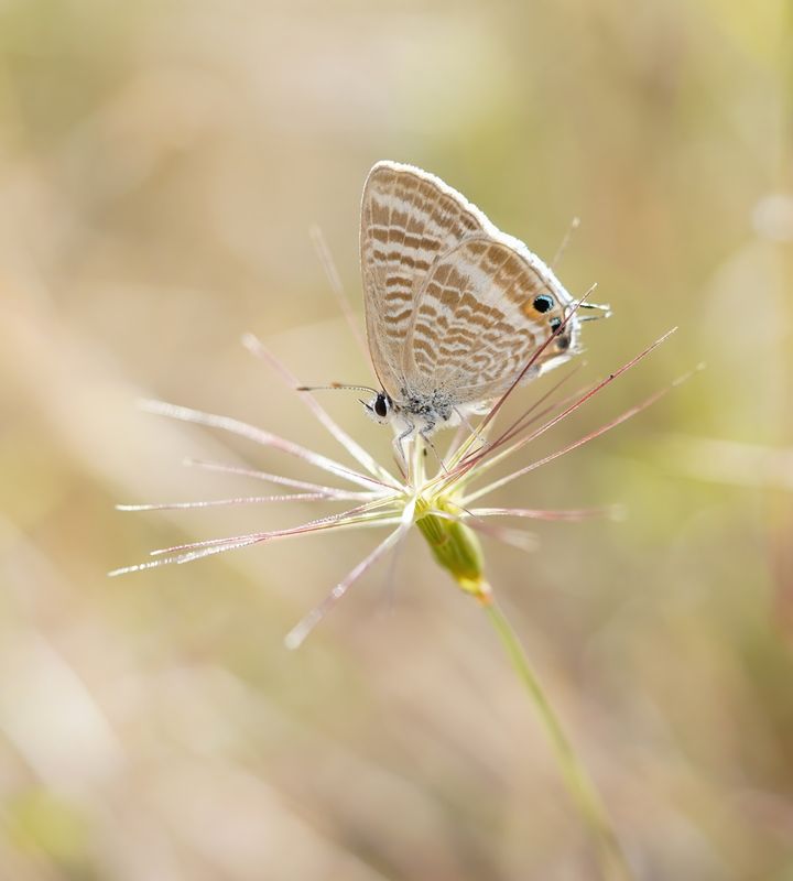 Tijgerblauwtje / Long-tailed Blue