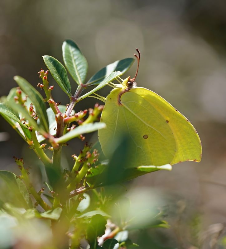 Cleopatra / Cleopatra