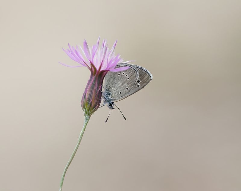 Cypriotisch Bloemenblauwtje / Paphos Blue
