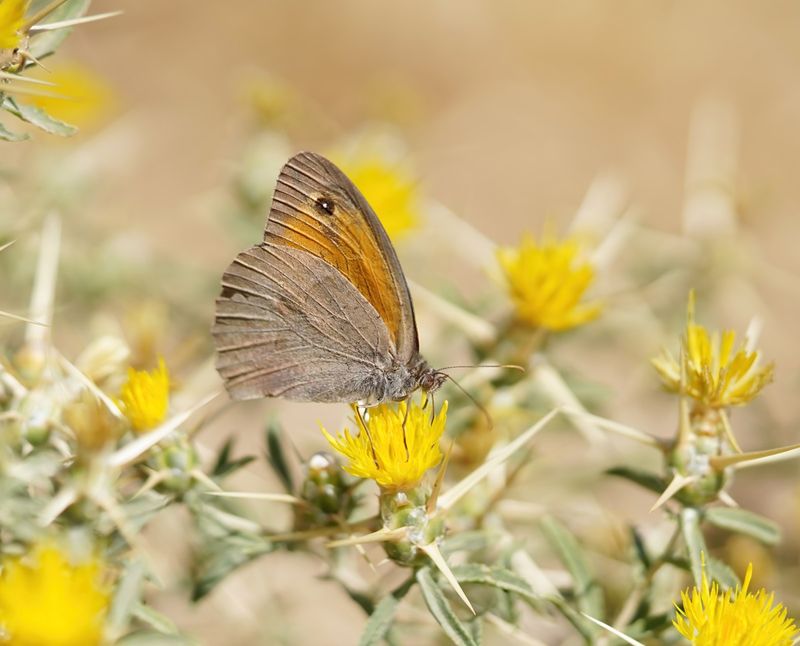 Cypriotisch Bruin Zandoogje / Cyprus Meadow Brown