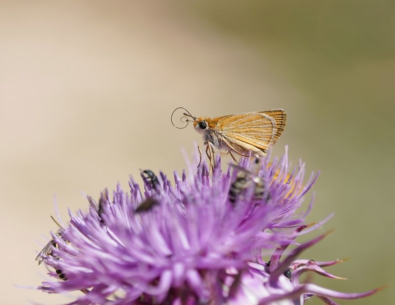 Dwergdikkopje / Lulworth Skipper 