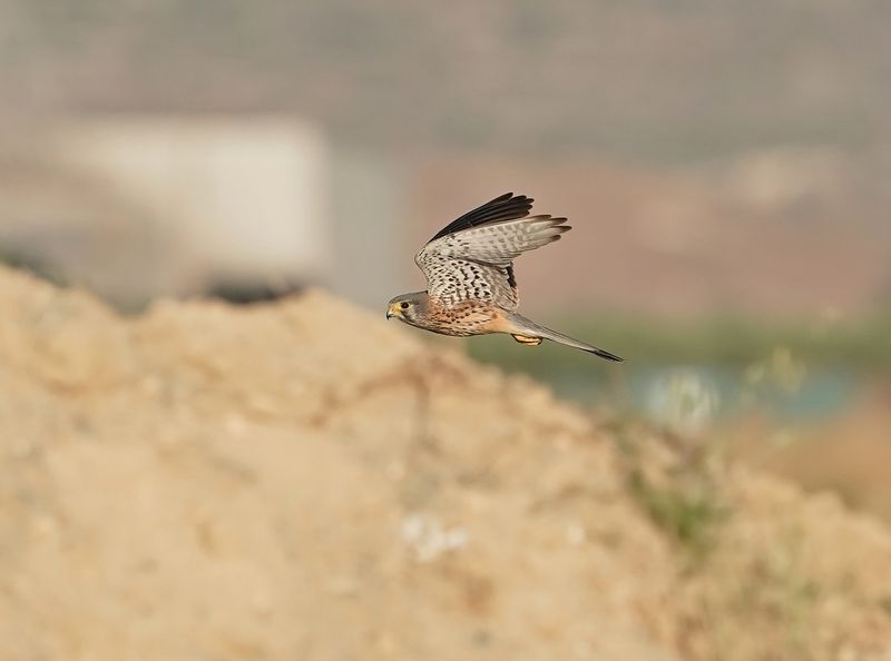 Torenvalk / Kestrel