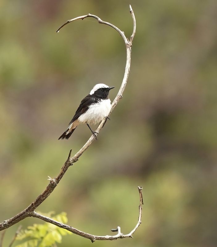 Cyprustapuit / Cyprus Wheatear