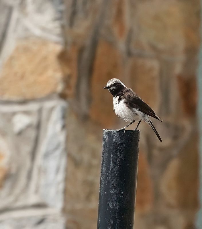 Cyprustapuit / Cyprus Wheatear