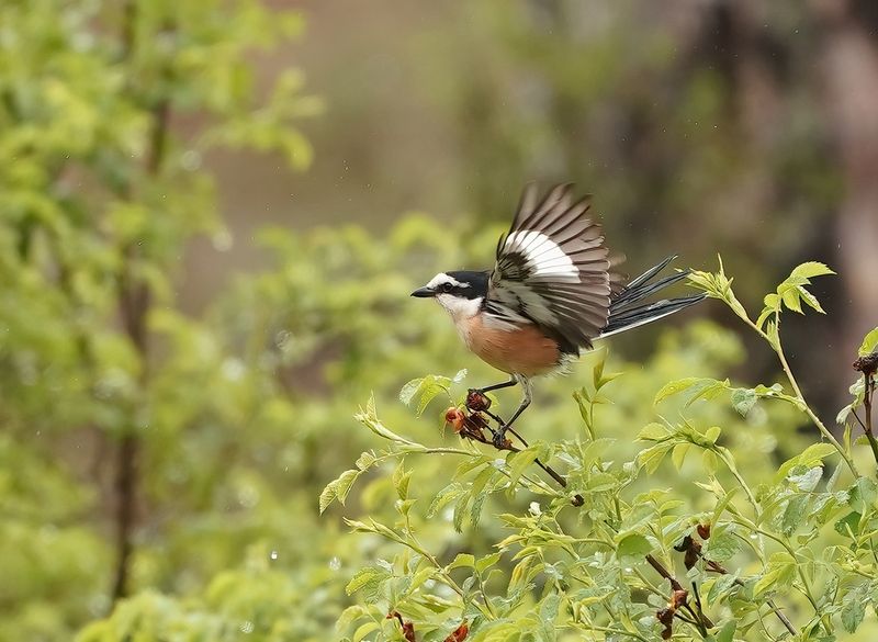 Maskerklauwier / Masked Shrike