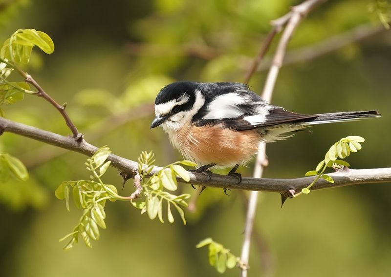 Maskerklauwier / Masked Shrike