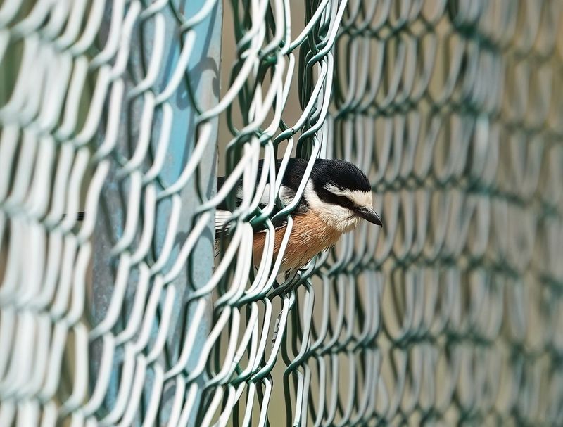 Maskerklauwier / Masked Shrike