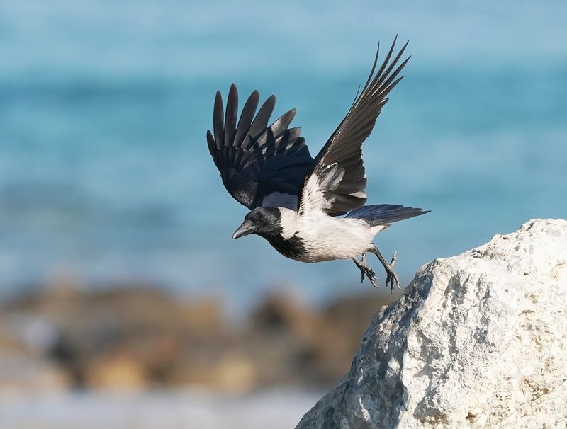 Bonte Kraai / Hooded Crow