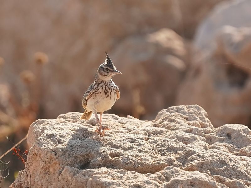 Kuifleeuwerik / Crested Lark