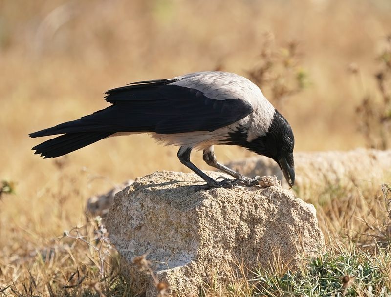 Bonte Kraai / Hooded Crow