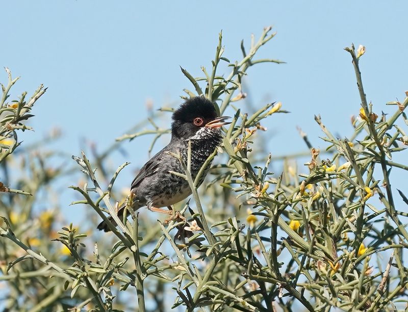 Cyprusgrasmus / Cyprus Warbler