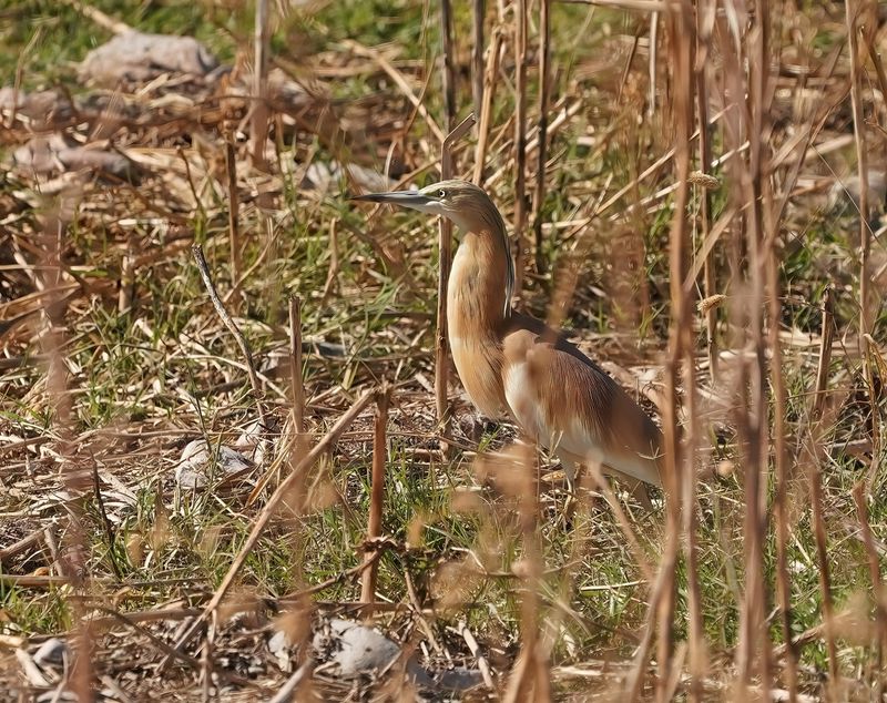 Ralreiger / Squacco Heron