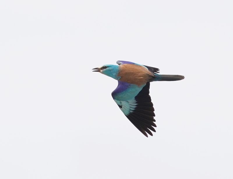 Scharrelaar / European Roller