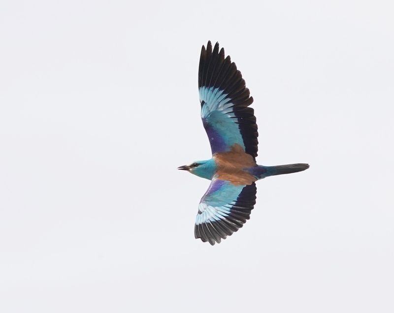 Scharrelaar / European Roller