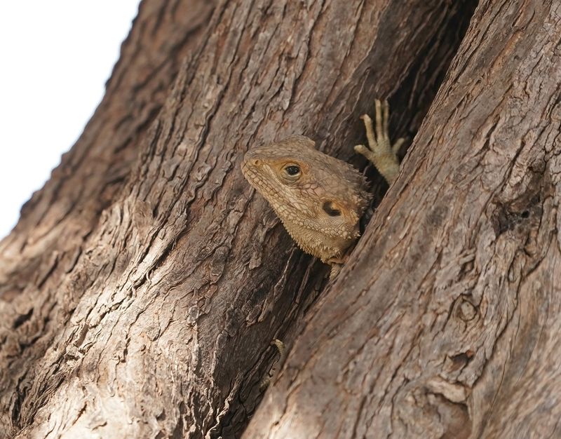 Cyprus Rotsagama / Cyprus Rock Agama