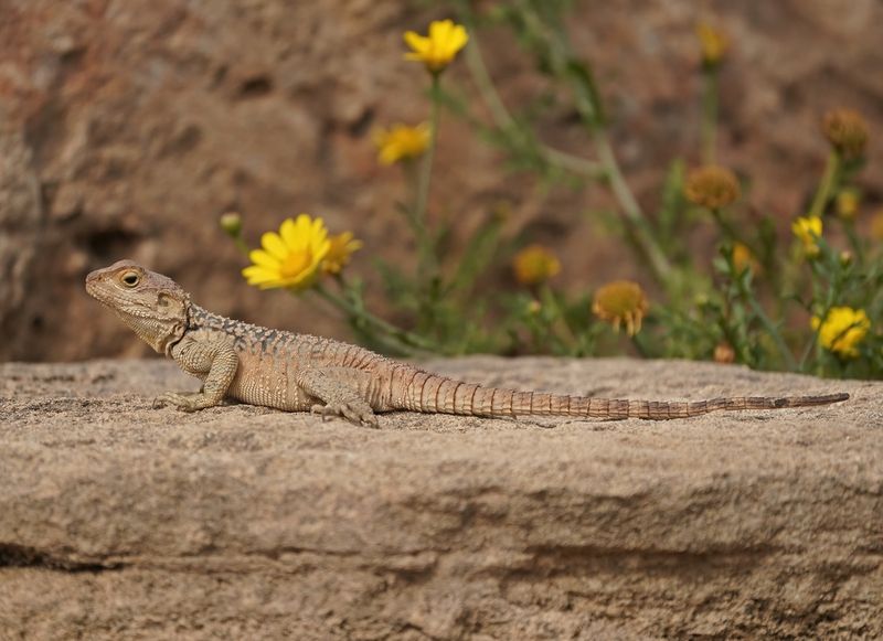 Cyprus Rotsagama / Cyprus Rock Agama
