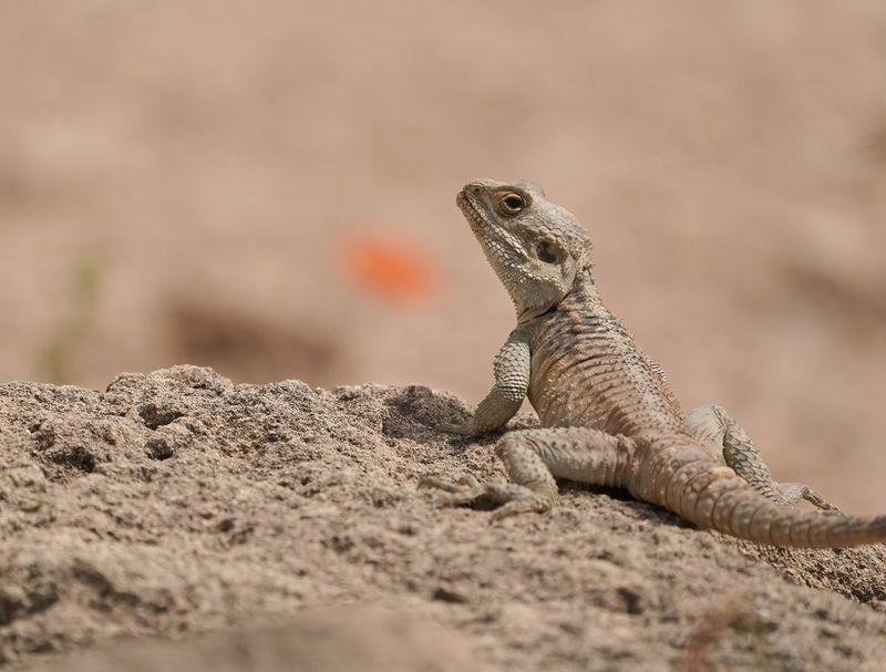 Cyprus Rotsagama / Cyprus Rock Agama