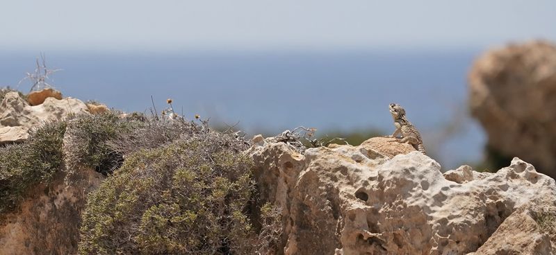 Cyprus Rotsagama / Cyprus Rock Agama