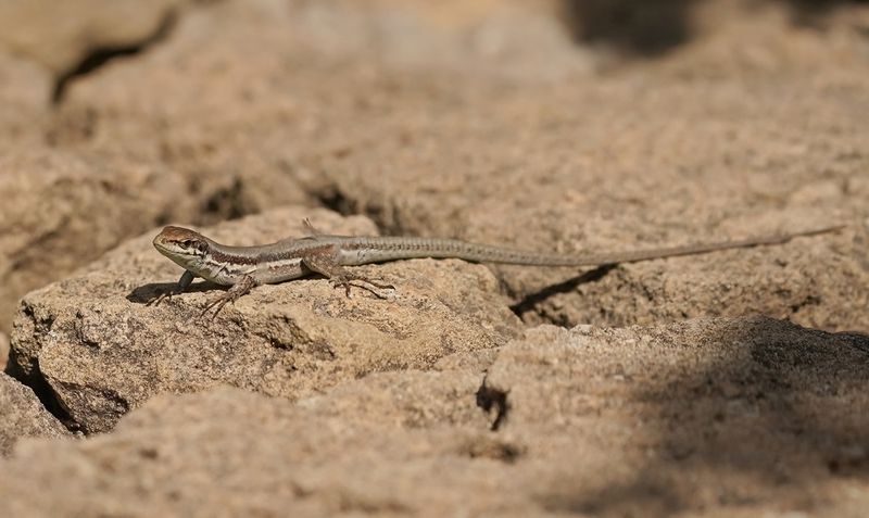 Troödoshagedis / Troodos Rock Lizard