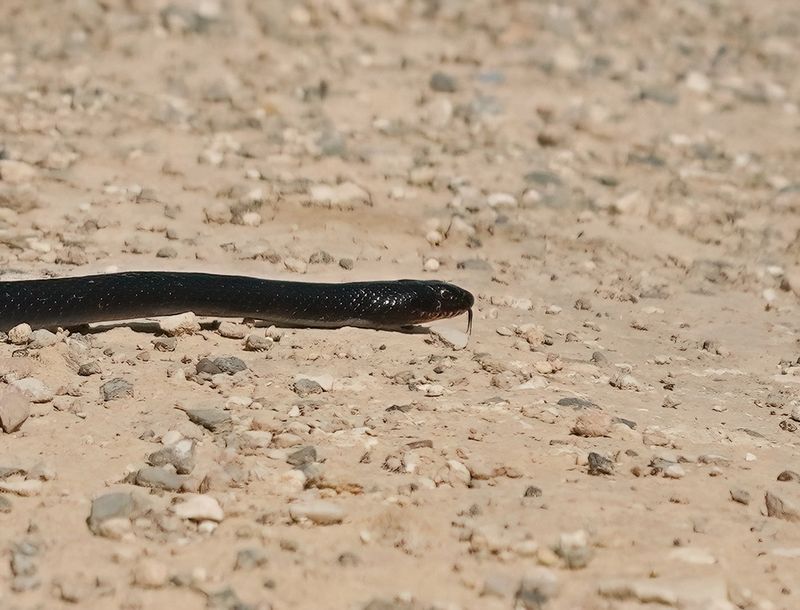 Zwarte Pijlslang / Black Whipsnake