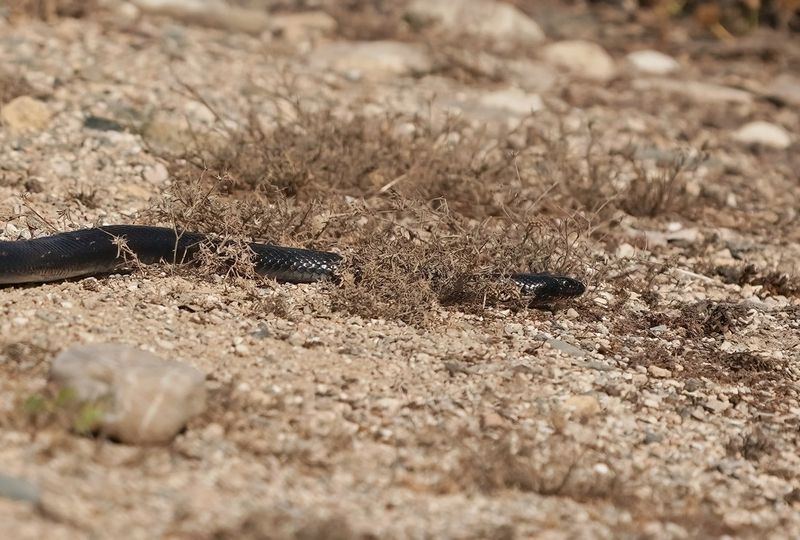 Zwarte Pijlslang / Black Whipsnake