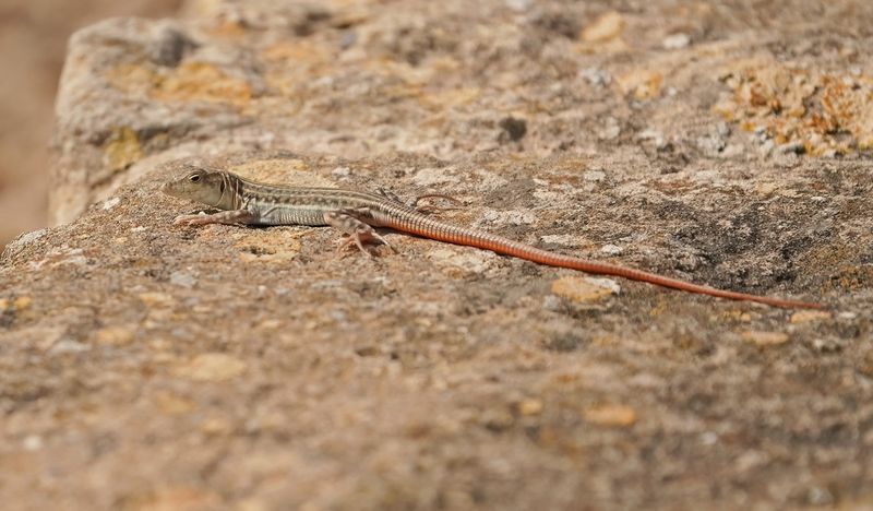Schreibers Franjeteenhagedis / Schreibers Fringe-fingered Lizard