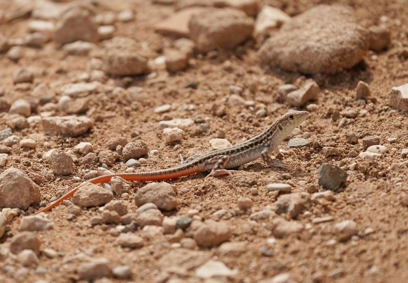 Schreibers Franjeteenhagedis / Schreibers Fringe-fingered Lizard