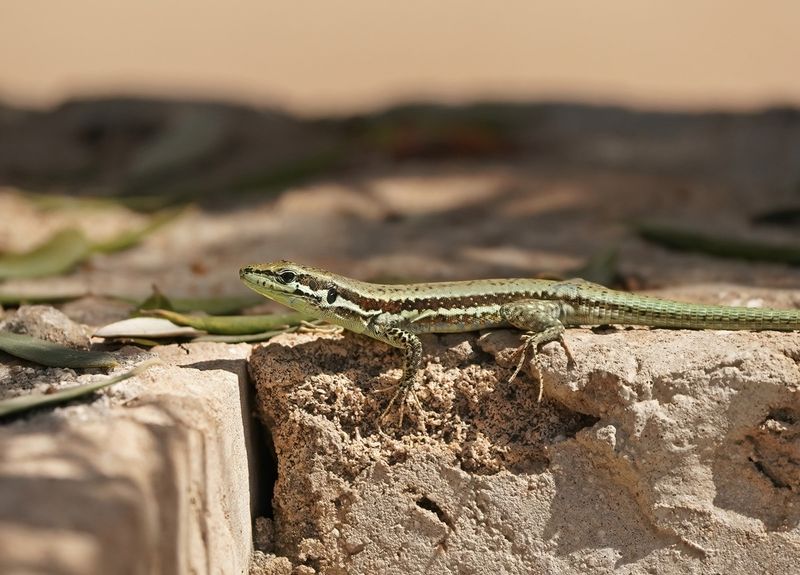 Troödoshagedis / Troodos Rock Lizard