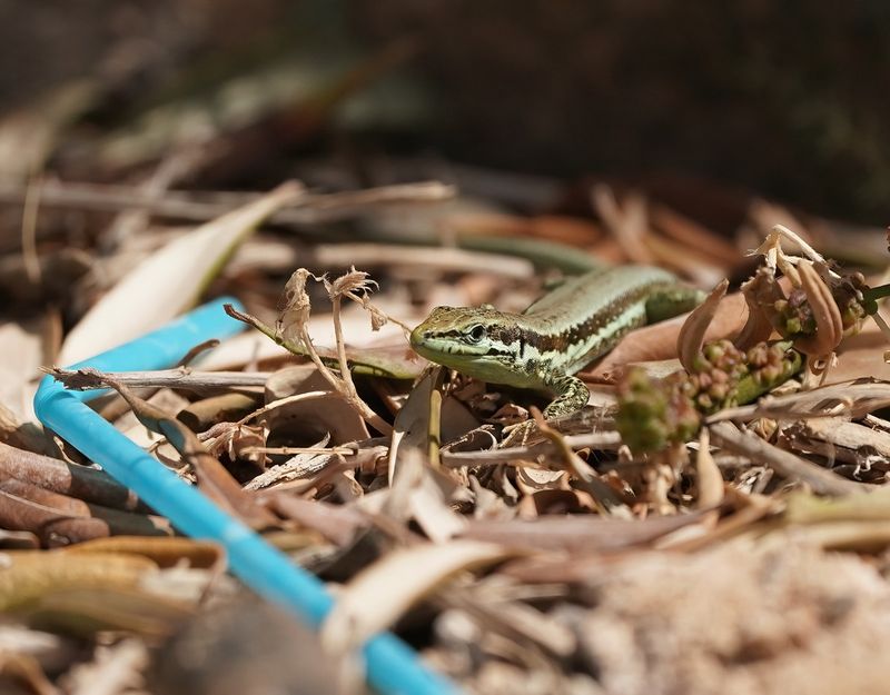 Troödoshagedis / Troodos Rock Lizard