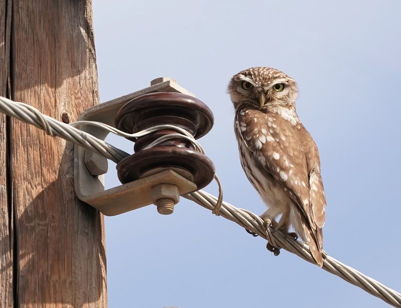 Steenuil / Little Owl