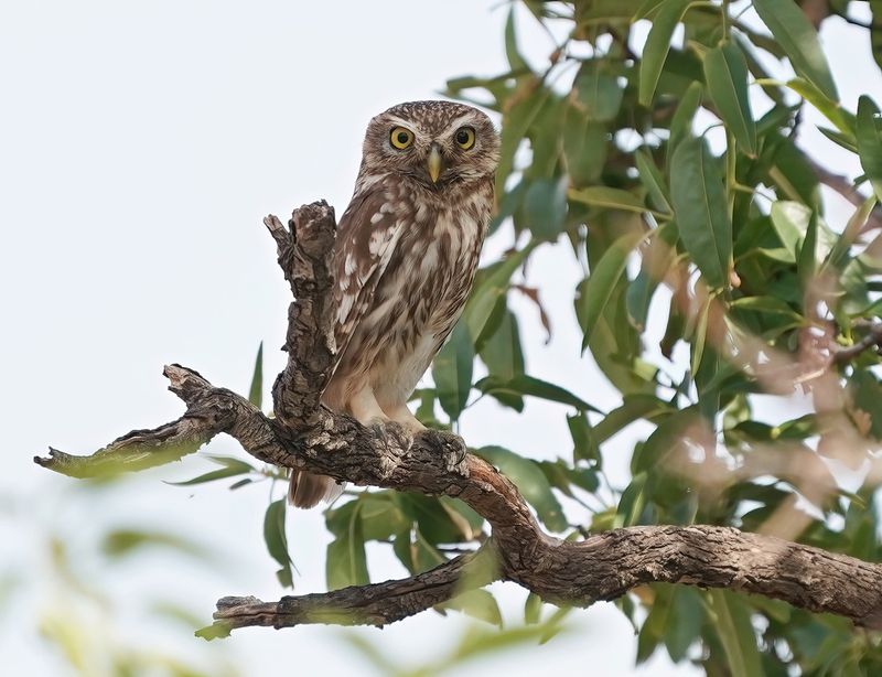Steenuil / Little Owl